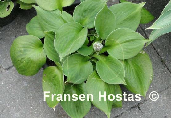 Hosta Monster Ears